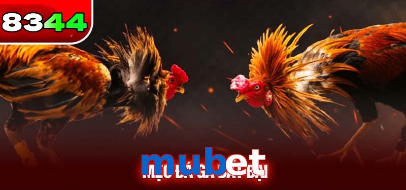 Đá gà mubet có sức hấp dẫn